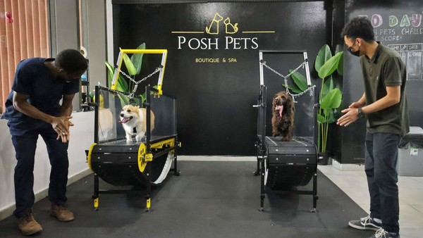 Anjing berlari di atas treadmill di butik dan spa Posh Pets di Abu Dhabi, Selasa, (16/8/2022). Di tempat ini, anjing juga bisa menikmati fasilitas gym layaknya manusia.