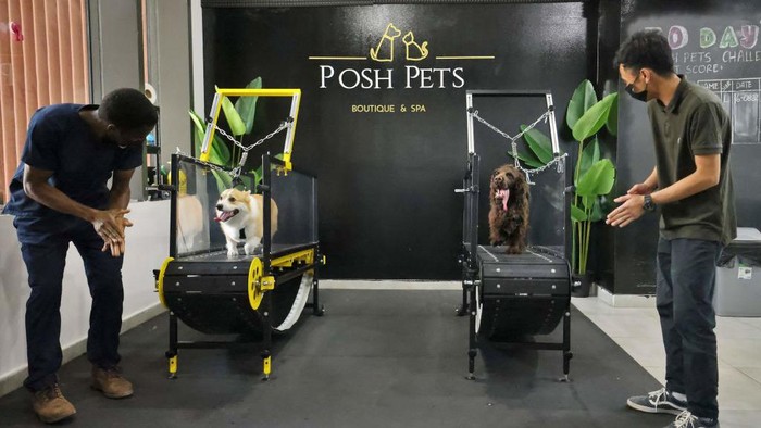 Dogs run on a treadmill at the 'Posh Pets' boutique and spa in Abu Dhabi on August 16, 2022. - As the Gulf's increasingly fierce temperatures becomes dangerous to health amid fears over the pace of climate change, those who can afford not to work outside in the blazing sun stay inside in air-conditioning. And for owners of pampered pets able to splash the cash, an air-conditioned gym for dogs has become an attractive option. (Photo by Karim SAHIB / AFP) (Photo by KARIM SAHIB/AFP via Getty Images)