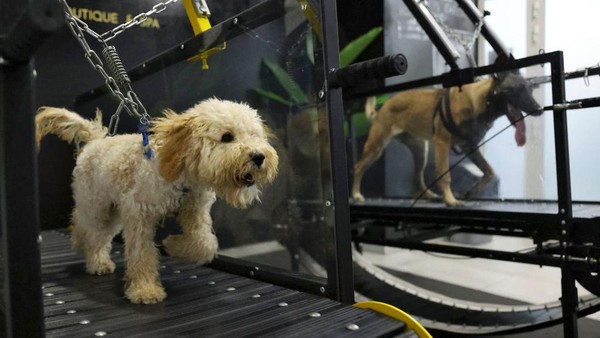Posh Pets adalah gym pertama di UEA untuk hewan peliharaan. Gym ini untuk membantu meningkatkan kebugaran dan kesehatan hewan peliharaan.