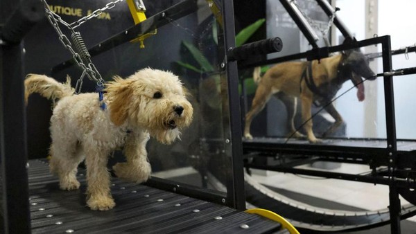 Posh Pets adalah gym pertama di UEA untuk hewan peliharaan. Gym ini untuk membantu meningkatkan kebugaran dan kesehatan hewan peliharaan. Posh Pets adalah gym pertama di UEA untuk hewan peliharaan. Gym ini untuk membantu meningkatkan kebugaran dan kesehatan hewan peliharaan.