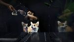 Potret Lucu Anjing-anjing yang Doyan Nge-gym, Gemoy Banget!