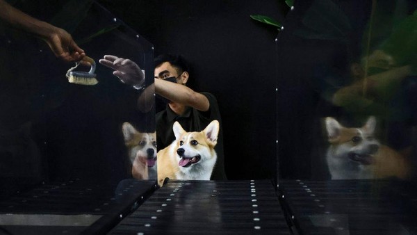 Para pemilik anjing dari berbagai penjuru UEA membawa hewan peliharaan mereka itu ke gym milik Hamadi di Abu Dhabi. Di sana, hewan-hewan itu berlari di atas treadmill yang dirancang khusus untuk anjing. Â Para pemilik anjing dari berbagai penjuru UEA membawa hewan peliharaan mereka itu ke gym milik Hamadi di Abu Dhabi. Di sana, hewan-hewan itu berlari di atas treadmill yang dirancang khusus untuk anjing. Â