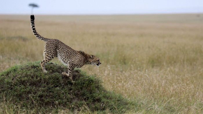 A cheetah runs off a mound in the Masai Mara National Park, Kenya, September 2, 2022. REUTERS/Baz Ratner