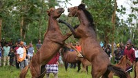 Tradisi Pogeraha Adara atau adu kuda dilakukan di lapangan terbuka.  