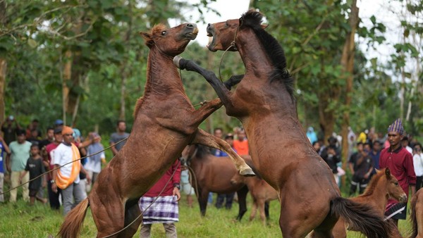 Tradisi Pogeraha Adara atau adu kuda dilakukan di lapangan terbuka.  
