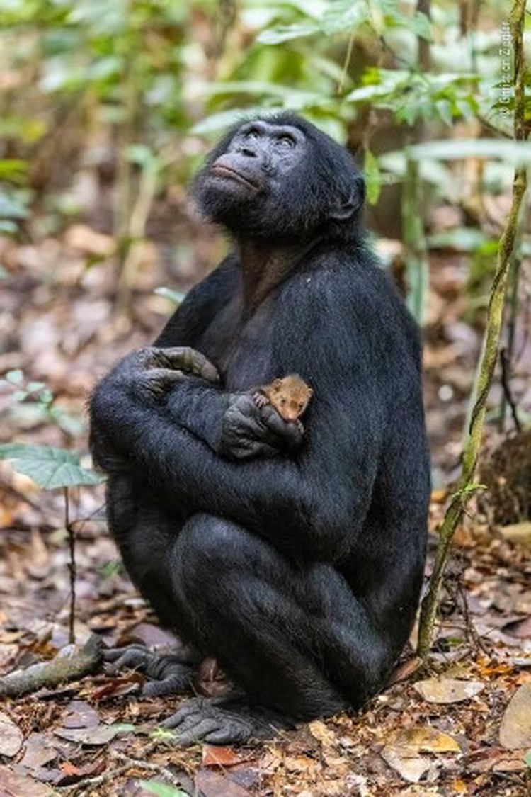 Wildlife Photographer of the Year 2022
