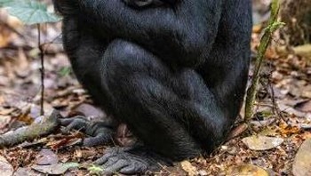 Christian Ziegler telah melacak sekelompok bonobo melalui hutan yang banjir ketika dia melihat bonobo jantan muda ini dengan lembut menggendong anak luwak. Bonobo itu memegang dan membelai luwak kecil itu selama lebih dari satu jam, kata Christian. Bonobo sebagian besar adalah herbivora tetapi kadang-kadang mereka berburu. Anak anjing luwak – yang akhirnya dilepaskan tanpa cedera – mungkin telah diambil ketika induknya dibunuh.  Foto: Wildlife Photographer of the Year