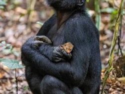 Karya Menakjubkan Peserta Kontes Foto Satwa Liar, Ada Lokasi di Indonesia