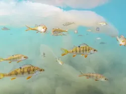 Karya Menakjubkan Peserta Kontes Foto Satwa Liar, Ada Lokasi di Indonesia