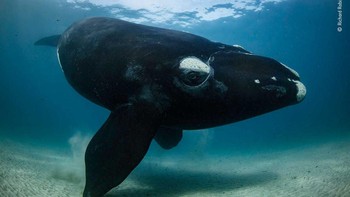 Richard Robinson menghabiskan 30 menit dengan paus muda yang penasaran pada sang fotografer. Dia mengitari, berenang dan kemudian kembali untuk melihat lagi. Foto: Wildlife Photographer of the Year