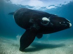 Karya Menakjubkan Peserta Kontes Foto Satwa Liar, Ada Lokasi di Indonesia