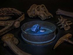 Karya Menakjubkan Peserta Kontes Foto Satwa Liar, Ada Lokasi di Indonesia