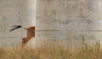 Wildlife Photographer of the Year 2022