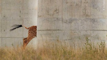 Jose Fragozo menjaga kameranya tetap stabil di dalam kendaraan yang bergerak, saat dia melihat seekor jerapah menghilang di antara pilar-pilar tinggi Kereta Api Pengukur Standar Mombasa-Nairobi yang baru di Kenya.  Foto: Wildlife Photographer of the Year