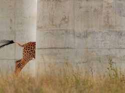 Karya Menakjubkan Peserta Kontes Foto Satwa Liar, Ada Lokasi di Indonesia