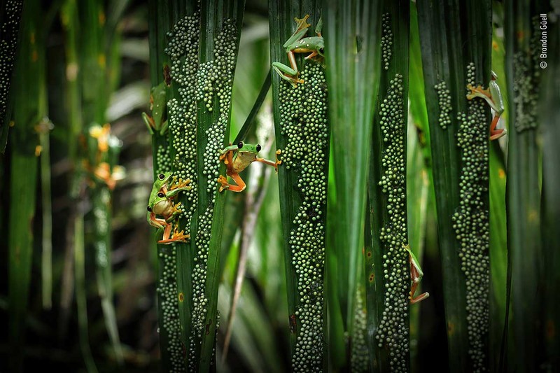 Wildlife Photographer of the Year 2022