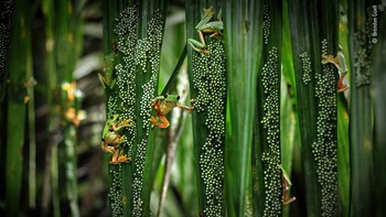 Brandon Güell menahan nyamuk dan air setinggi dada untuk mendokumentasikan perkembang biak langka katak pohon. Foto: Wildlife Photographer of the Year