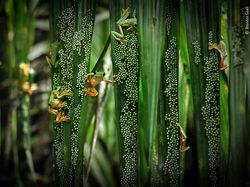 Karya Menakjubkan Peserta Kontes Foto Satwa Liar, Ada Lokasi di Indonesia