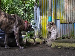 Karya Menakjubkan Peserta Kontes Foto Satwa Liar, Ada Lokasi di Indonesia