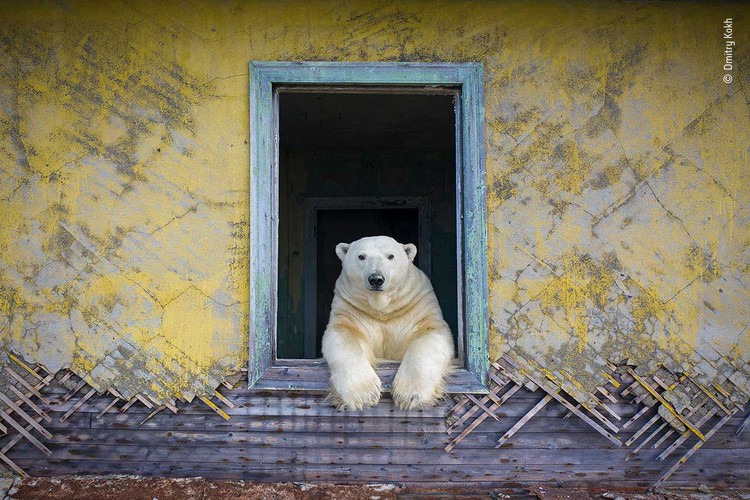Wildlife Photographer of the Year 2022