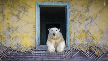 Ketika perahu Dmitry Kokh mendekati pulau kecil Kolyuchin, sebuah pulau tak berpenghuni di Timur Jauh Rusia yang terpencil, dia tidak menyangka akan melihat sosok beruang kutub di jendela sebuah rumah yang ditinggalkan.   Foto: Wildlife Photographer of the Year