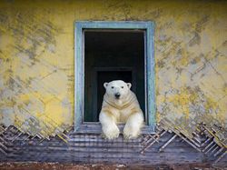 Karya Menakjubkan Peserta Kontes Foto Satwa Liar, Ada Lokasi di Indonesia