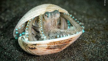  Samuel Sloss sedang melakukan muck diving, yang melibatkan gerakan perlahan di sepanjang pasir vulkanik Selat Lembeh, Indonesia, untuk melihat satwa liar ketika dia melihat gurita ini bersembunyi di dalam cangkang.  Foto: Wildlife Photographer of the Year