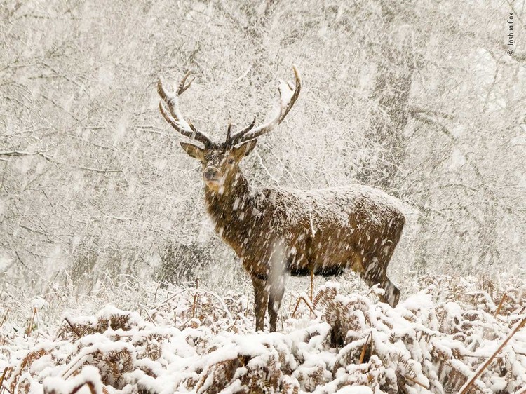 Wildlife Photographer of the Year 2022 Wildlife Photographer of the Year 2022