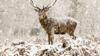 Joshua Cox tiba di Richmond Park di London, tepat saat salju mulai turun. Dia dan ayahnya sedang mengikuti rusa dari jarak yang aman ketika salah satu rusa berhenti dan melihat ke arah mereka.  Foto: Wildlife Photographer of the Year