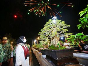 600 Bonsai Senilai Total Rp 25 Miliar Dipamerkan di Banyuwangi
