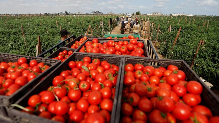 A Palestinian boy works in tomato farm in the land of Gaza destroyed airport, in Rafah in the southern Gaza Strip, September 5, 2022. REUTERS/Ibraheem Abu Mustafa     TPX IMAGES OF THE DAY