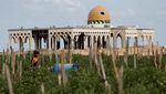 Memanen Tomat di Lahan Bandara Gaza yang Hancur, Begini Potretnya