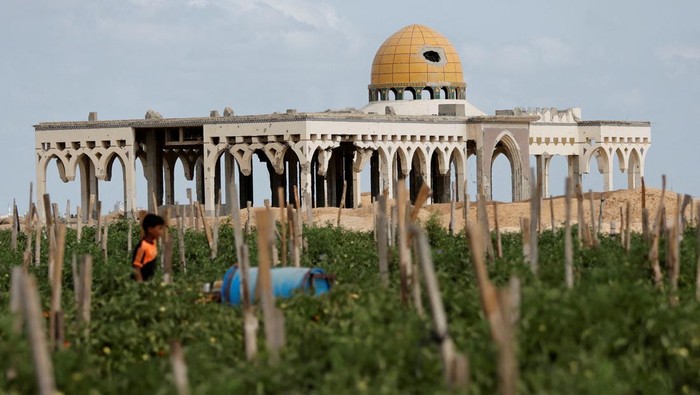 Bandara Gaza yang Hancur 'Disulap' Jadi Perkebunan Tomat, Begini Potretnya A Palestinian boy works in tomato farm in the land of Gaza destroyed airport, in Rafah in the southern Gaza Strip, September 5, 2022. REUTERS/Ibraheem Abu Mustafa TPX IMAGES OF THE DAY