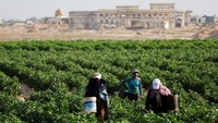 Para petani Palestina memanen tomat yang ditanam di lahan bandara yang hancur di Rafah.