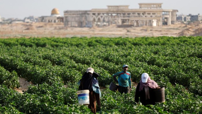 Bandara Gaza yang Hancur 'Disulap' Jadi Perkebunan Tomat, Begini Potretnya A Palestinian boy works in tomato farm in the land of Gaza destroyed airport, in Rafah in the southern Gaza Strip, September 5, 2022. REUTERS/Ibraheem Abu Mustafa TPX IMAGES OF THE DAY