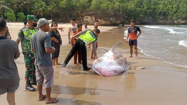 hiu tutul mati terdampar di Pacitan