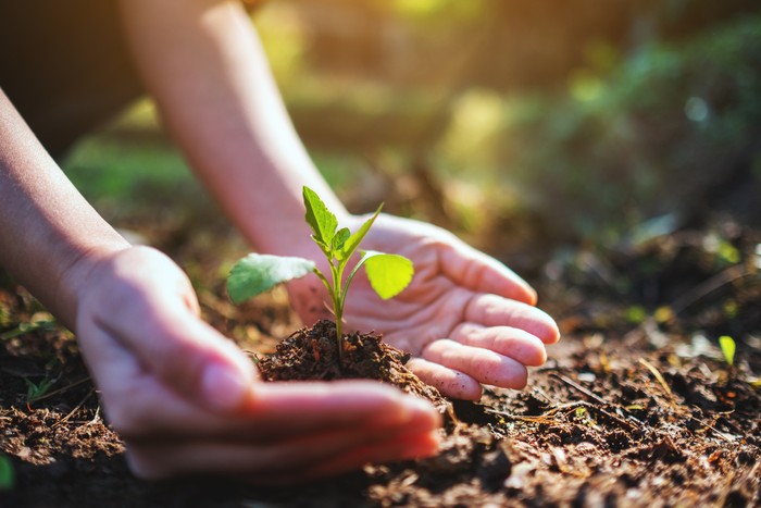 Closeup image of people holding and planting a small tree on pile of soil