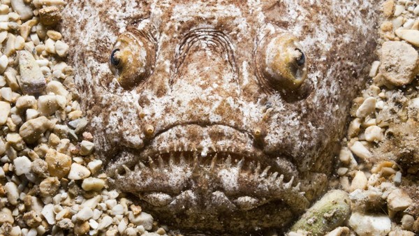 Selanjutnya ada Stargazer Atlantik (Uranoscopus Scaber) atau ikan laut subtropis dari famili Uranoscopidae. Ia terlihat menyatu dengan bebatuan dasar laut. Potret ini diambil di Laut Adriatik, Kroasia. Selanjutnya ada Stargazer Atlantik (Uranoscopus Scaber) atau ikan laut subtropis dari famili Uranoscopidae. Ia terlihat menyatu dengan bebatuan dasar laut. Potret ini diambil di Laut Adriatik, Kroasia.