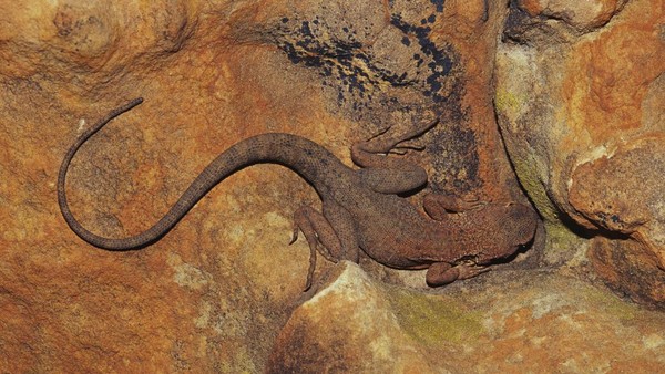 Lanjut, ada kadal yang berkamuflase dengan bebatuan dengan warna senada di Taman Nasuional Watarrka, Australia.
