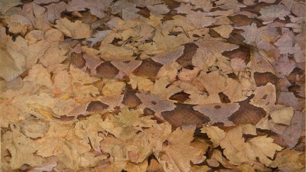 Foto ini memperlihatkan kamuflase dari seekor ular Copperhead yang tampak menyatu dengan dedaunan mati. Foto ini memperlihatkan kamuflase dari seekor ular Copperhead yang tampak menyatu dengan dedaunan mati.