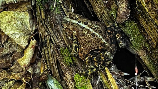 Lanjut ada seekor katak yang menyamarkan dirinya di White Mountain National Forest, Chatham, New Hampshire, pada 3 Agustus 2022 lalu.