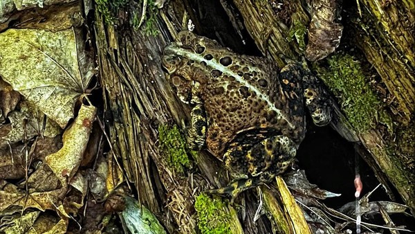 Lanjut ada seekor katak yang menyamarkan dirinya di White Mountain National Forest, Chatham, New Hampshire, pada 3 Agustus 2022 lalu. Lanjut ada seekor katak yang menyamarkan dirinya di White Mountain National Forest, Chatham, New Hampshire, pada 3 Agustus 2022 lalu.