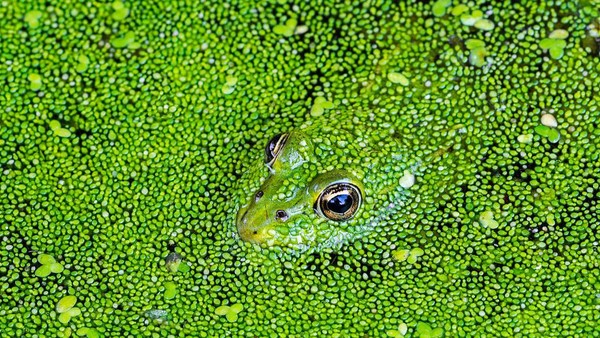 Berikutnya, ada seekor katak hijau yang terlihat mengapung di kolam dan menyatu dengan tumbuhan di sekitarnya.