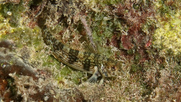Terakhir ada seekor ikan blenny yang menyamarkan diri di Pulau Curacao, Laut Karibia. Foto ini diambil pada 24 April 2017.