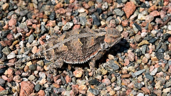 Pertama ada kadal gurun yang berkamuflase dengan bebatuan sekitar di Sante Fe, New Mexico. Foto ini diambil pada 8 September 2020 lalu. Pertama ada kadal gurun yang berkamuflase dengan bebatuan sekitar di Sante Fe, New Mexico. Foto ini diambil pada 8 September 2020 lalu.