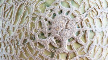 Foto ini merupakan tekstur dari kulit buah melon yang dijepret menggunakan lensa makro. Foto ini diambil pada 1 Februari 2017 lalu di Kanada.
