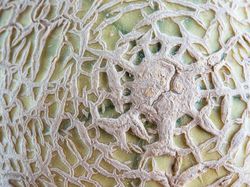 Foto Jepretan Lensa Makro, Hasilnya Memukau!