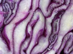 Foto Jepretan Lensa Makro, Hasilnya Memukau!