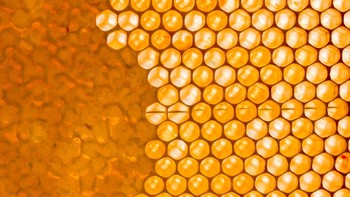 Berikutnya, ada pola dari sarang lebah. Detail heksagonal yang ditampilkan terlihat sangat indah dengan lensa makro. Foto ini diambil pada 16 April 2020 lalu di Jerman.