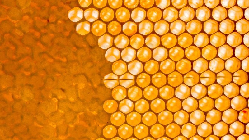 Fotografi makro adalah teknik memotret dengan lensa khusus dengan jarak sangat dekat dari objek untuk mendapatkan detail yang tinggi. Penasaran?